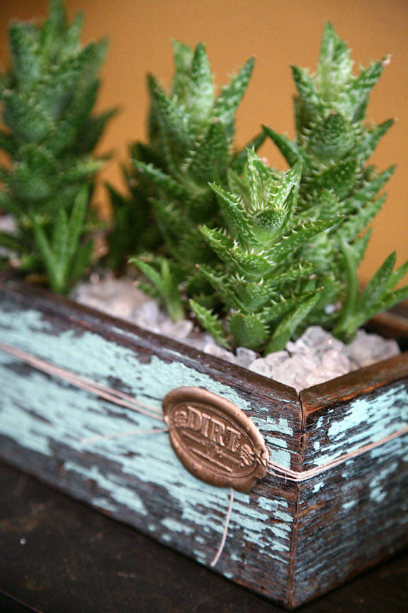 Succulents in Signature DIRT Box Medium